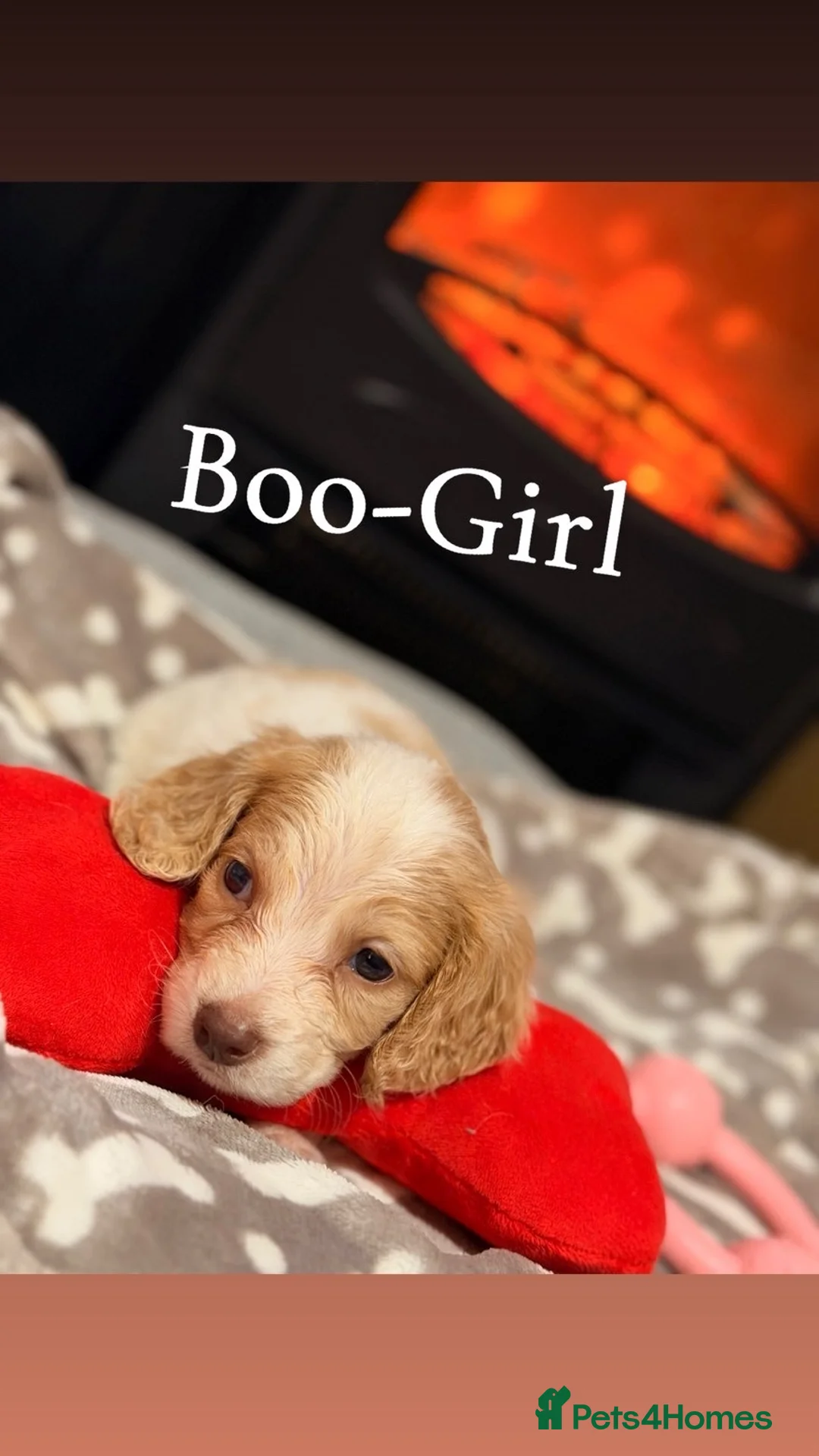 Cocker Spaniel dogs for sale: Cocker spaniel in Omagh - Advert 2