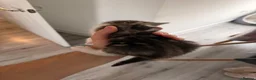 British Shorthair cats for sale: Mixed British short hair Kittens - Advert 13