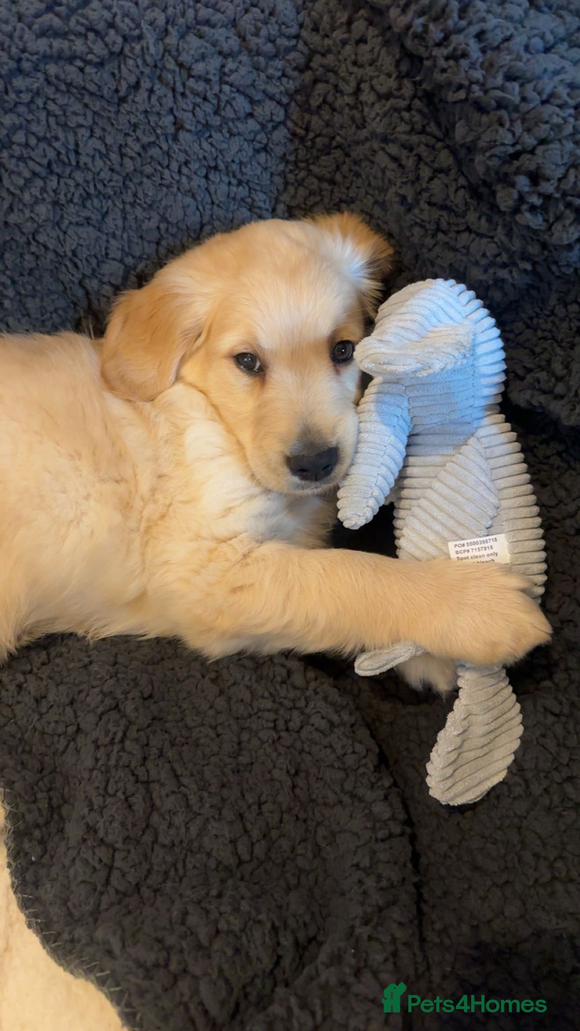 Golden Retriever dogs 9 week old golden retriever puppy - Advert 1