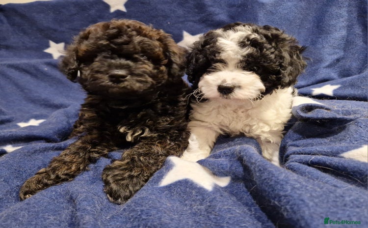 Cavapoo dogs - Advert 3