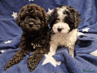 Cavapoo dogs - Advert 3