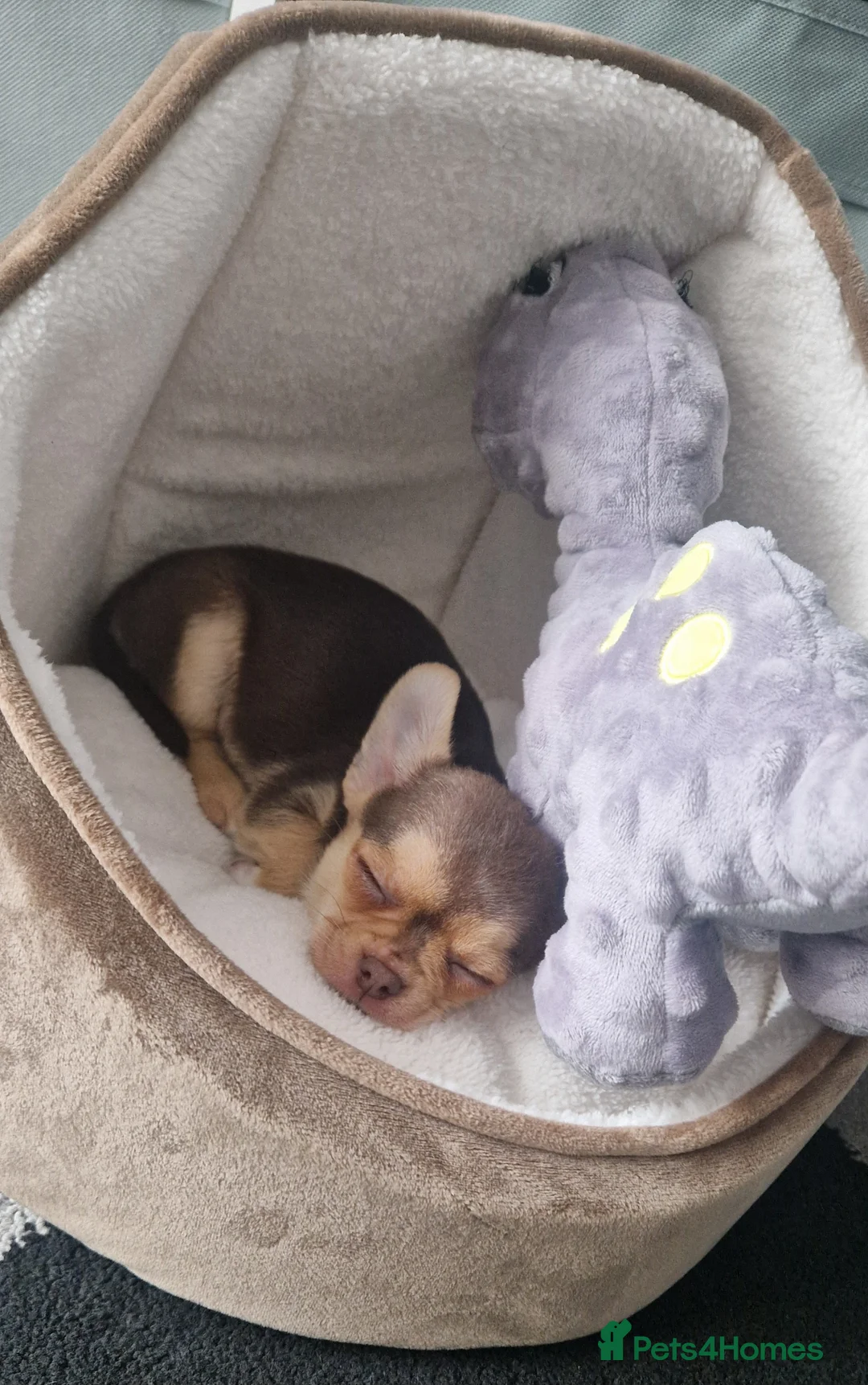 Chihuahua dogs for sale: Pup needs a new loving home in Oldbury - Advert 2