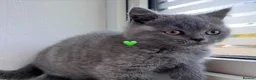Scottish Fold cats for sale: Beautiful Scottish Fold and Scottish Straight 🐾 - Advert 12