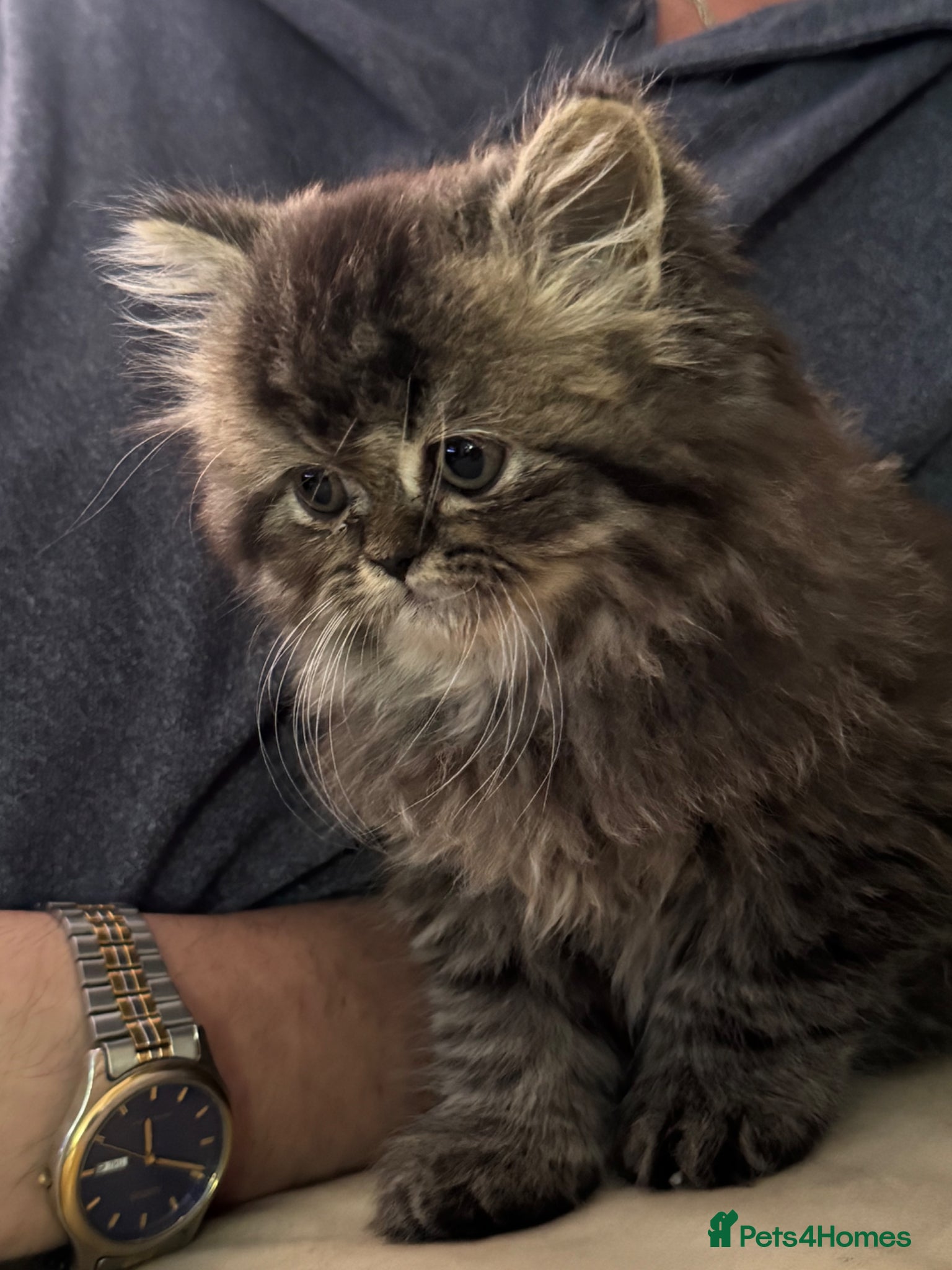 Persian cats for sale: Persian chinchilla  - Advert 7