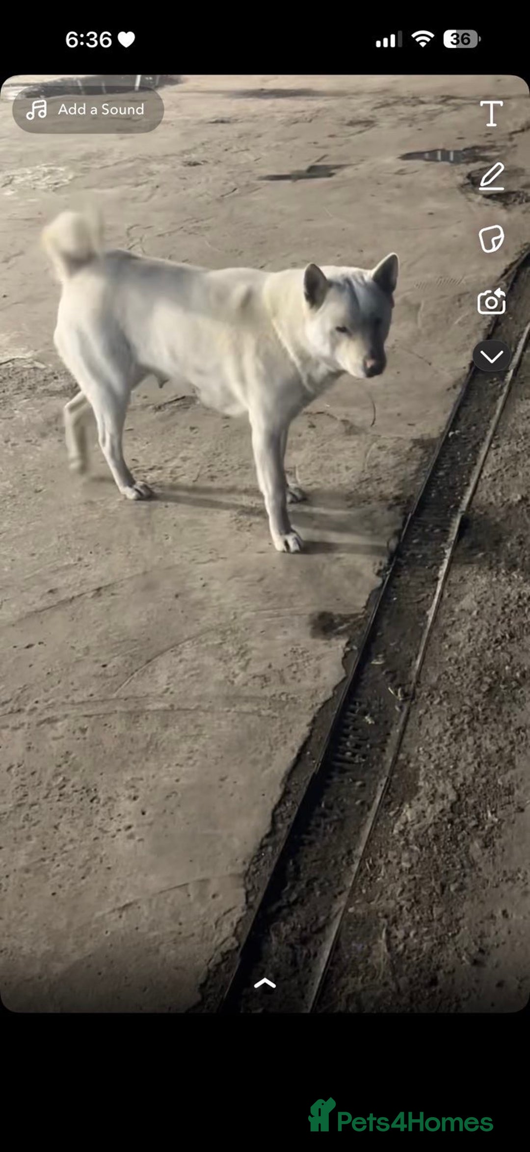 Huskita dogs for sale: 4 beautiful female akita X husky - Advert 3