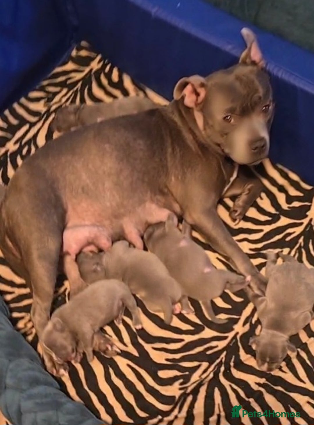 Staffordshire Bull Terrier dogs for sale: Stella & Astro Puppies - Image 13