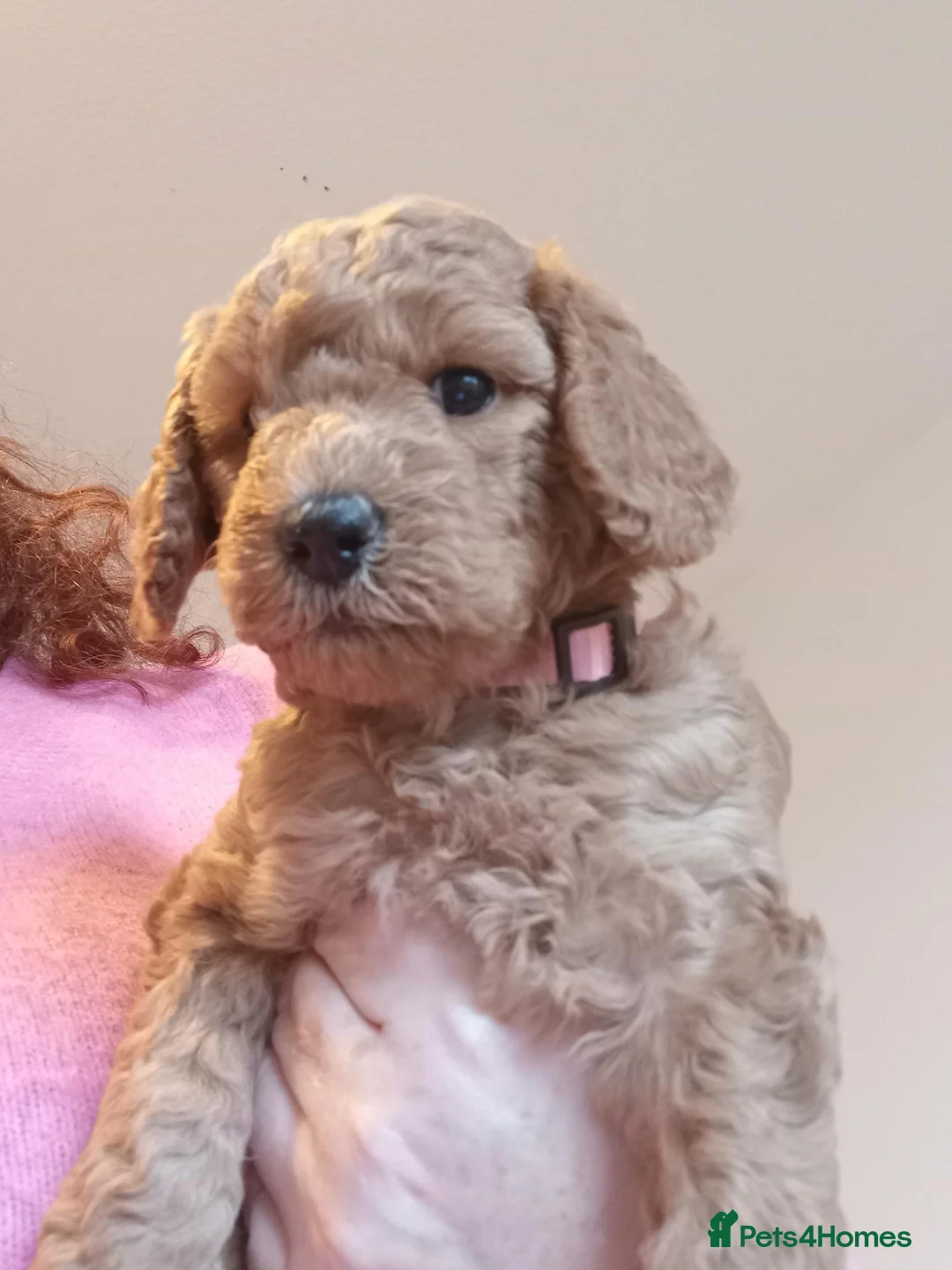 Miniature Poodle dogs for sale: Health Tested Miniature Poodles - 6 weeks old - Advert 8
