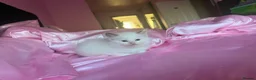 Ragdoll cats for sale: 🤍Pure Breed Ragdolls-last bicolour boy left 🤍 - Advert 11