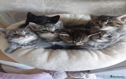 Mixed Breed cats for sale: Beautiful kittens 3x girl and 3x boy - Image 2