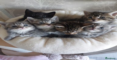 Mixed Breed cats - Advert 11