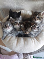 Mixed Breed cats - Advert 5