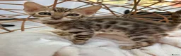 Bengal cats for sale: Stunning Bengal Kittens Ready for Reservation 😍 - Advert 16