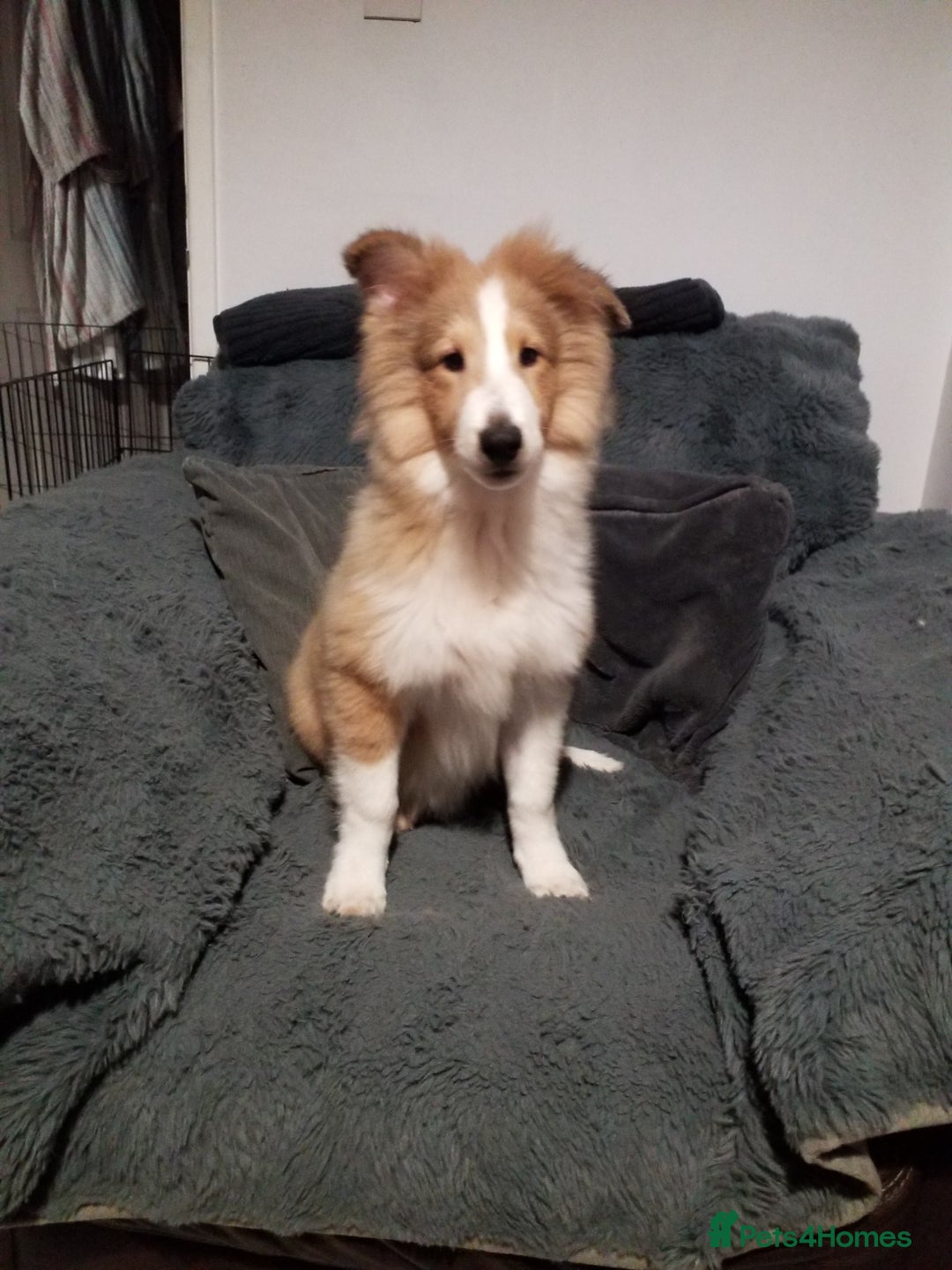 Shetland Sheepdog dogs for sale: For sale  - Advert 1