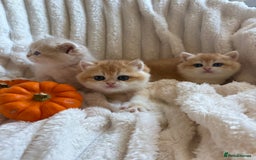 British Shorthair cats for sale: 🧡Exceptional golden British Shorthair🧡 - Image 7