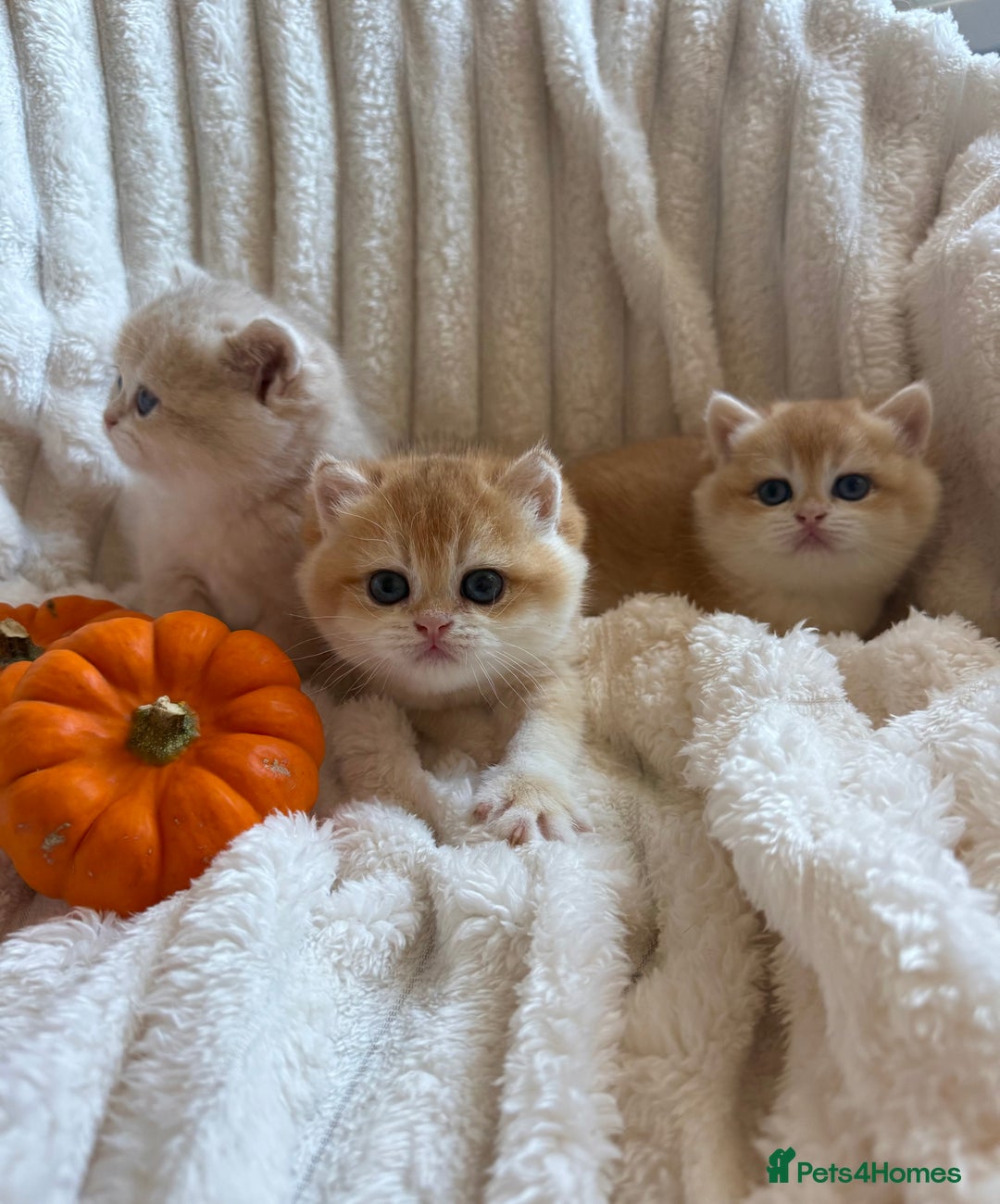 British Shorthair cats for sale: 🧡Exceptional golden British Shorthair🧡 - Image 7