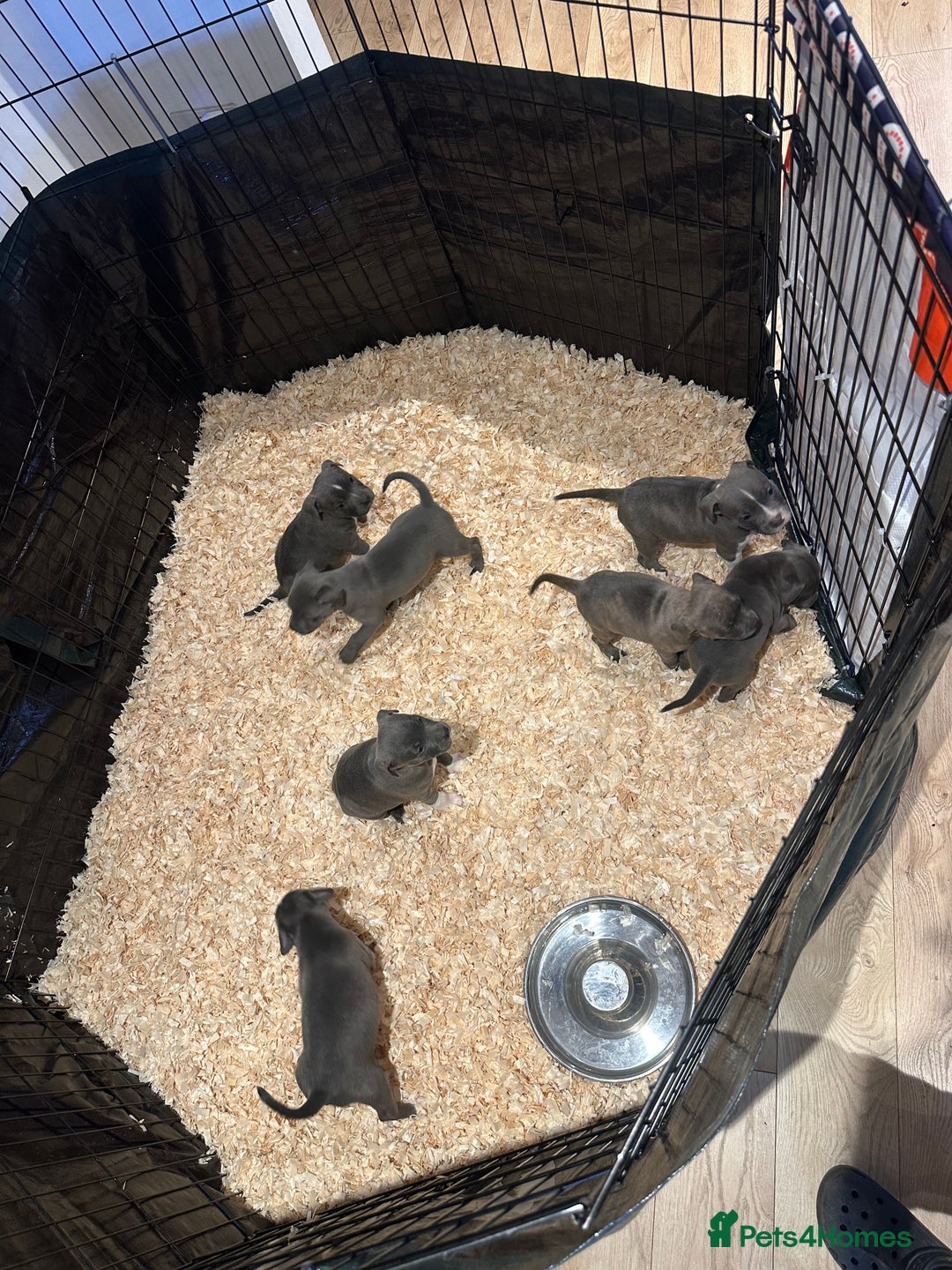 Staffordshire Bull Terrier dogs for sale: Stunning litter of Staffs - Image 11