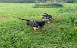 Mixed Breed dogs for sale: miniature pincher / mini jack  - Image 17