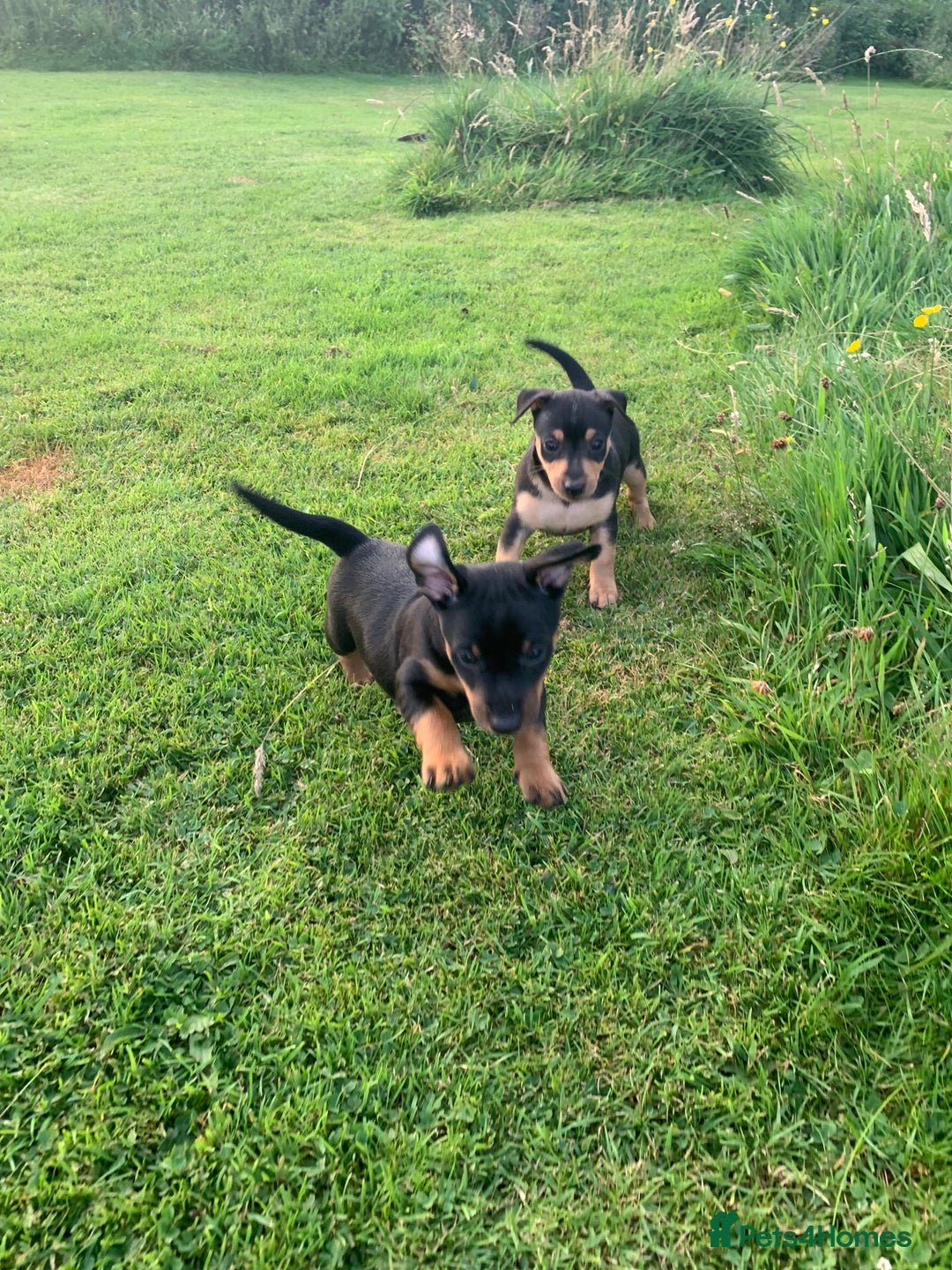Mixed Breed dogs for sale: miniature pincher / mini jack  - Image 17