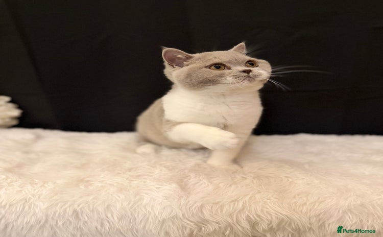 British Shorthair cats - Advert 15