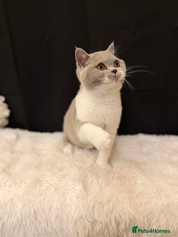 British Shorthair cats - Advert 15