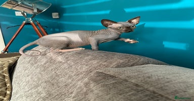 Sphynx cats - Advert 2