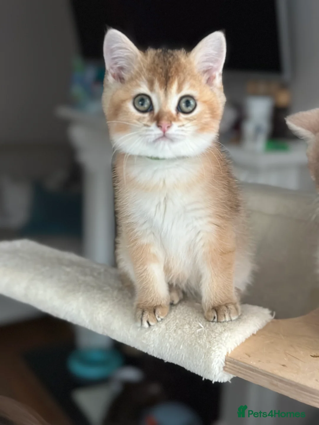 British Shorthair cats for sale: ‼️READY NOW‼️ - Advert 26