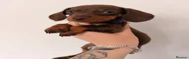 Miniature Dachshund 4