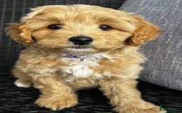Maltipoo dogs for sale: Gorgeous apricot maltipoo - Image 15