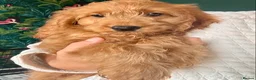 Cockapoo dogs for sale: NOW READY. 3 REMAINING HEALTH CHECKED COCKAPOOS  - Advert 19