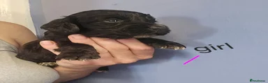 Cocker Spaniel 8