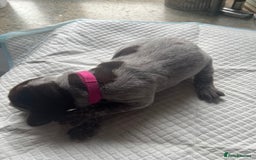 German Shorthaired Pointer dogs for sale: GSP puppies for sale - Image 8
