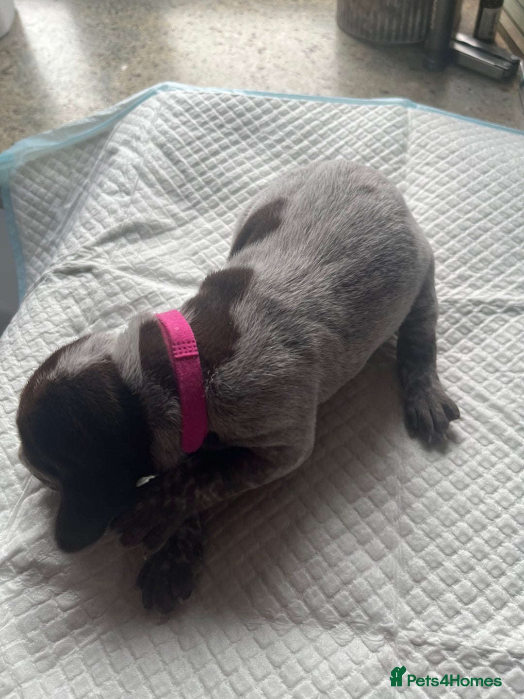 German Shorthaired Pointer dogs for sale: GSP puppies for sale - Image 8