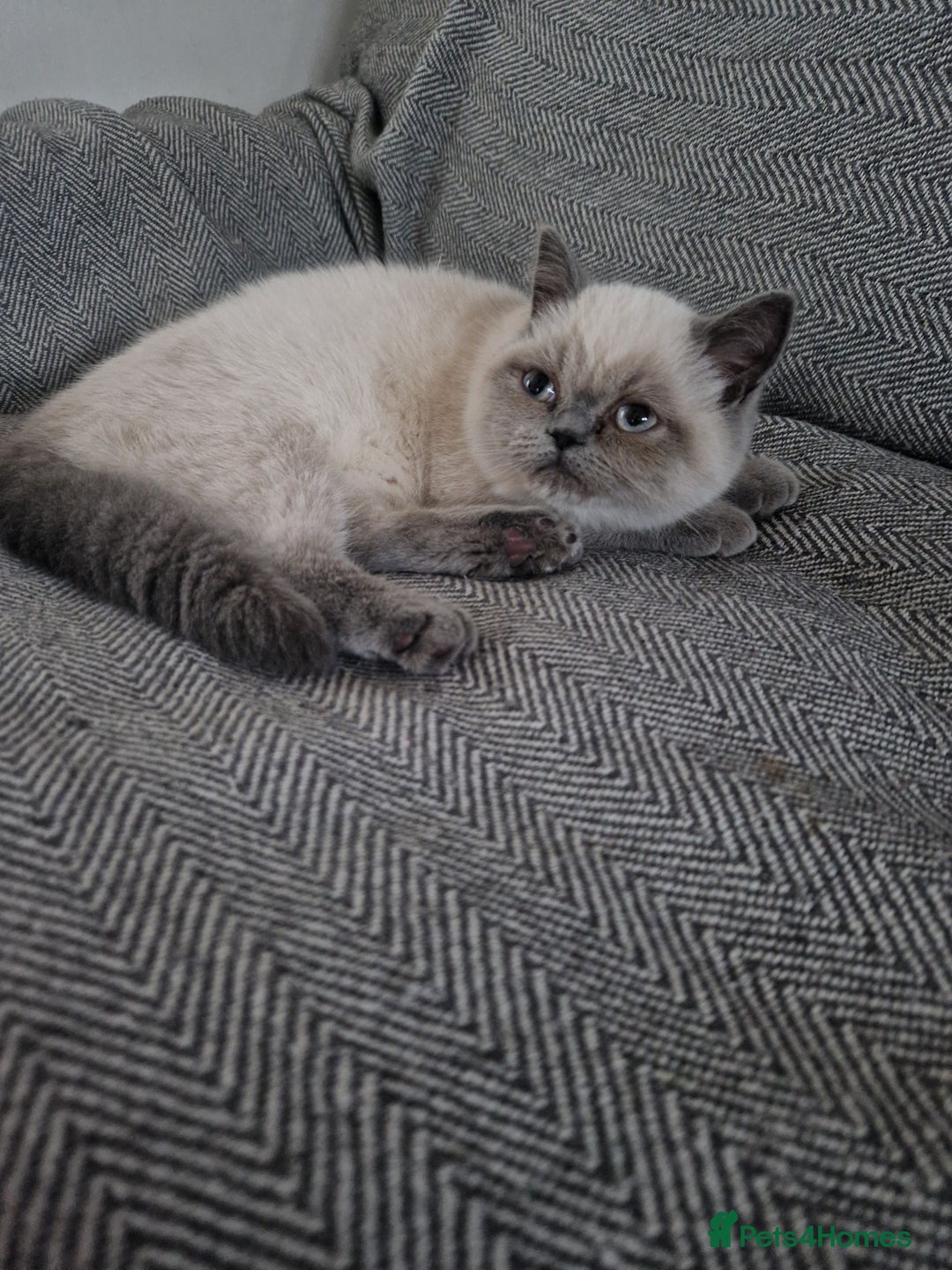 Exotic cats for sale: Bluepoint Exotic Shorthair Female - Advert 2