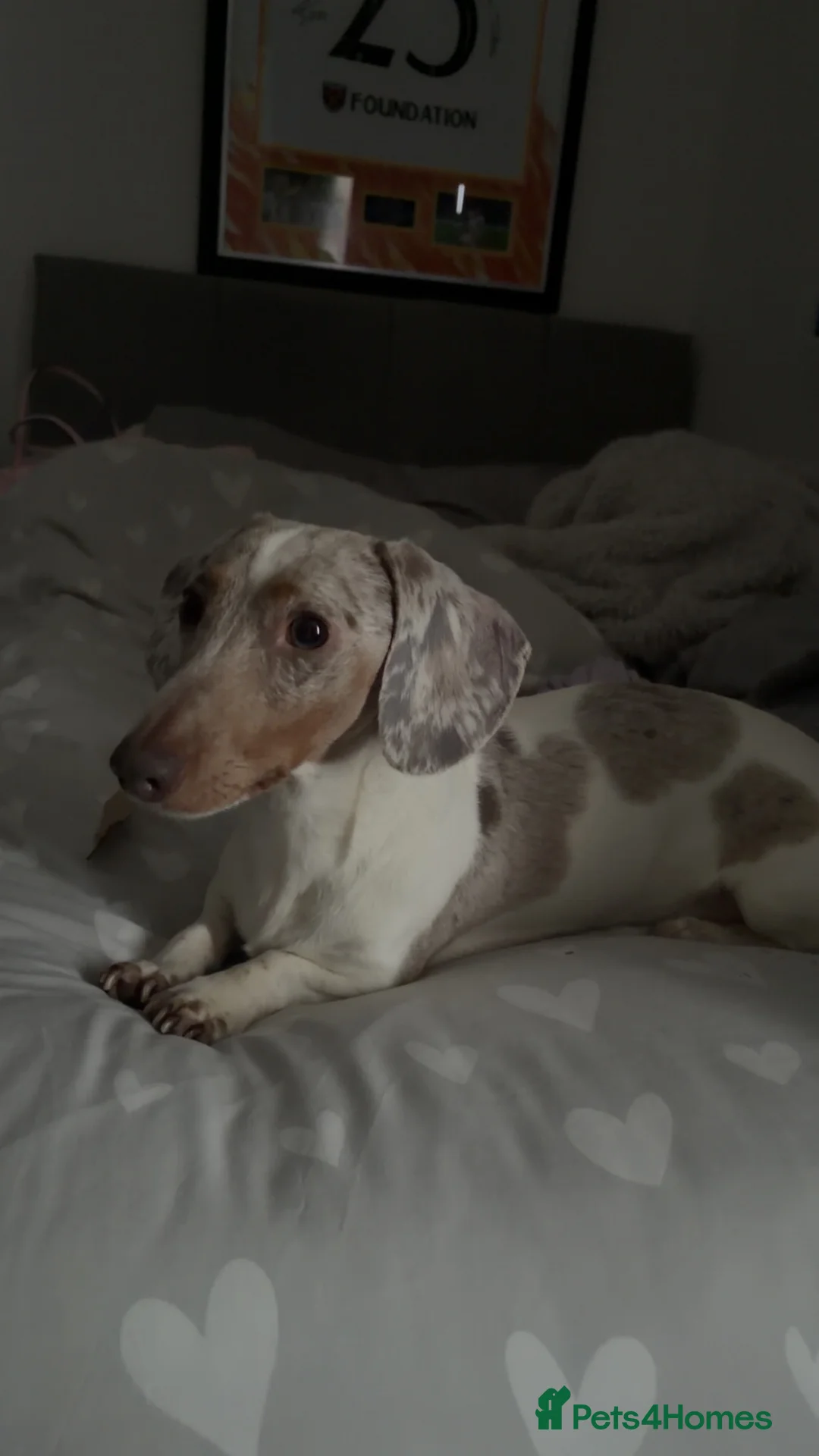 Miniature Dachshund dogs for stud: Miniature dachshund male  in Dagenham - Advert 2