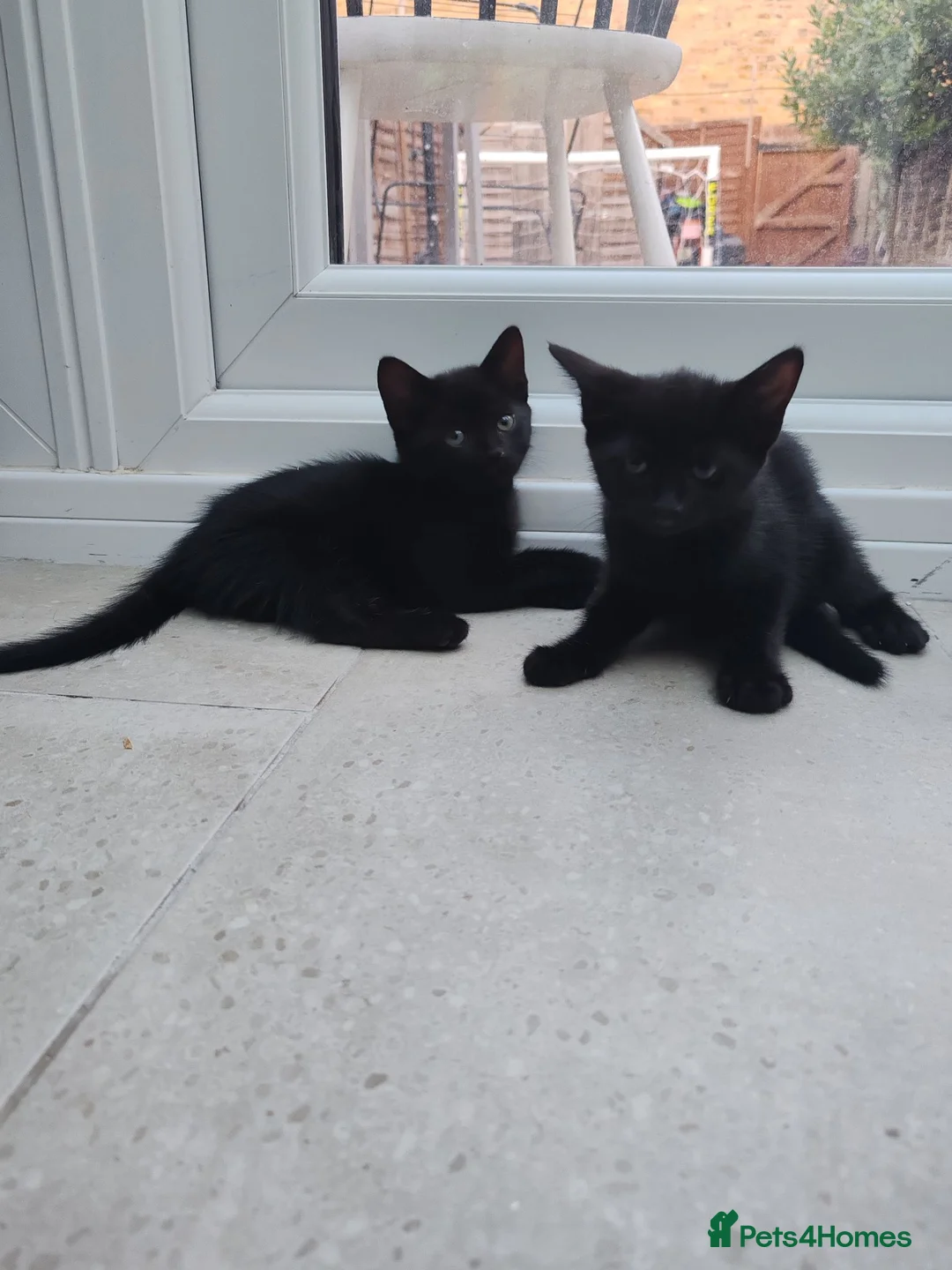 British Shorthair cats for sale: Full black or black and white British shhorthair in Chatham - Advert 1