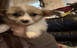 Mixed Breed dogs for sale: stunning little chishi  - Image 5