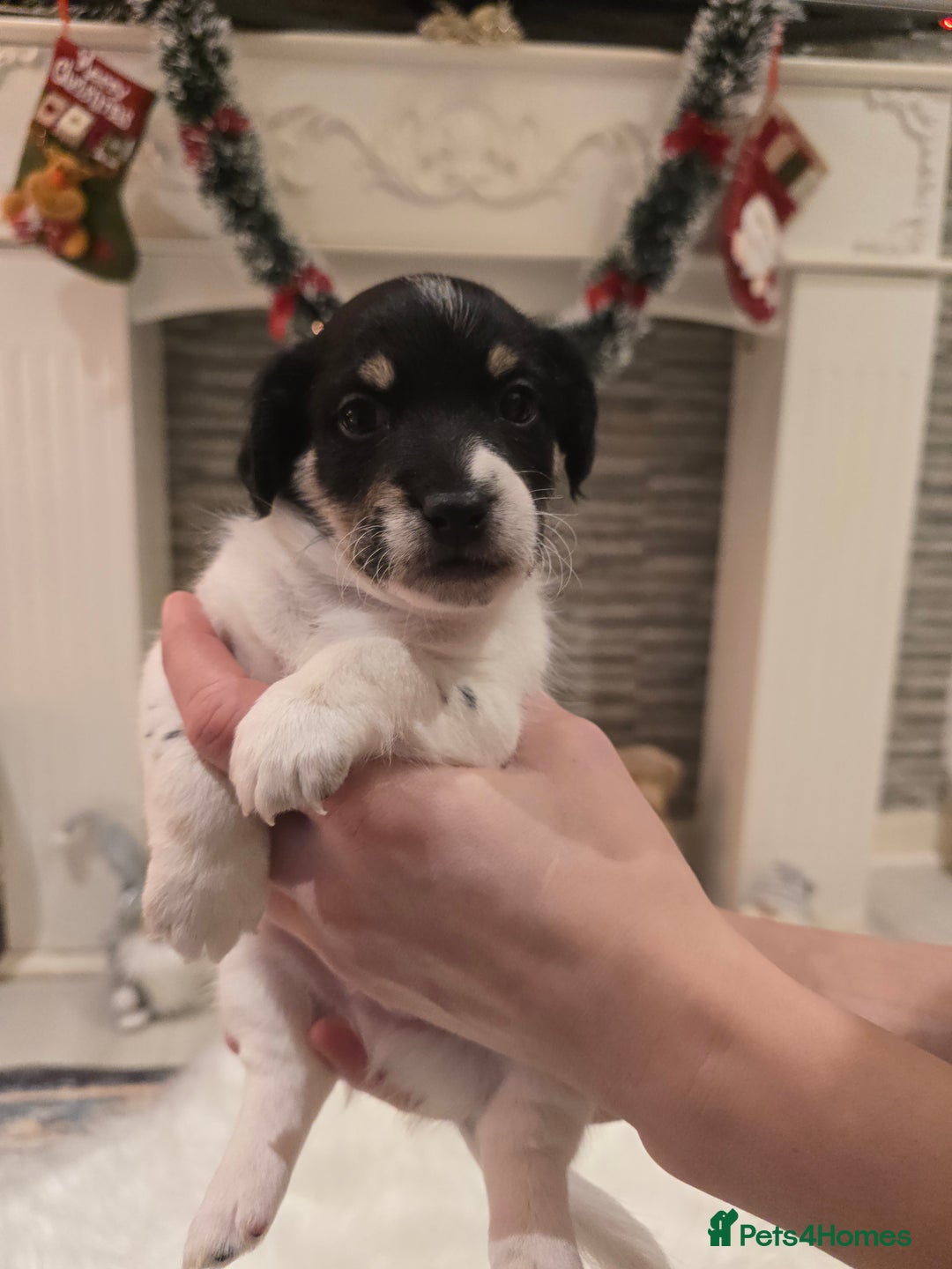 Mixed Breed dogs for sale: Five beautiful Jack Russel puppies for sale - Advert 13