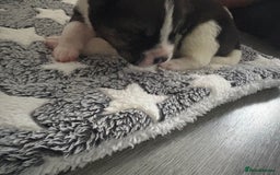 Akita dogs for sale: Akita pups Ready to leave 1st August  in Runcorn - Image 13