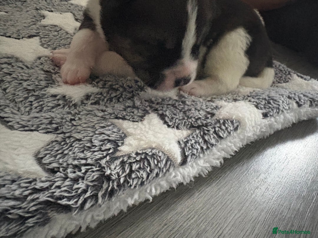 Akita dogs for sale: Akita pups Ready to leave 1st August  in Runcorn - Image 13