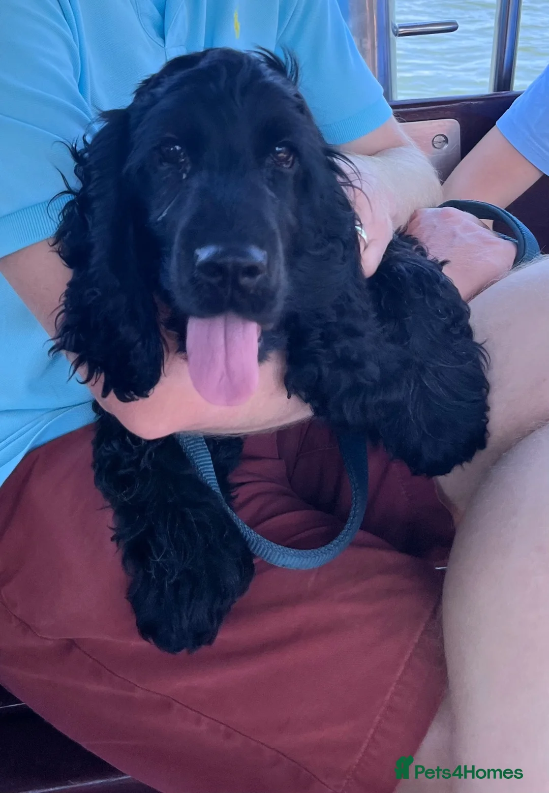 Cocker Spaniel dogs for sale: 8 Month Show Cocker Spaniel Male - Advert 1