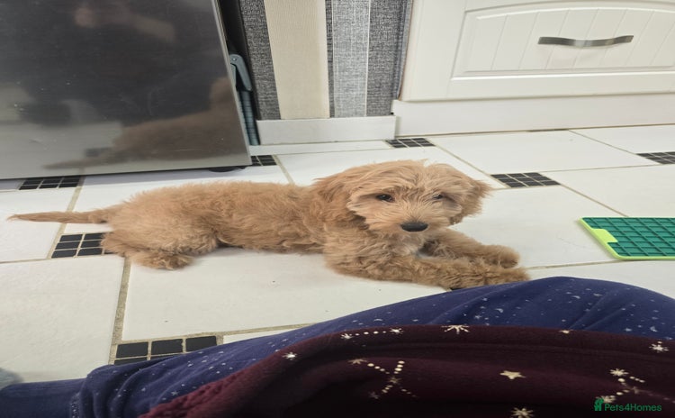 Cockapoo dogs Cockapoo  - Advert 1