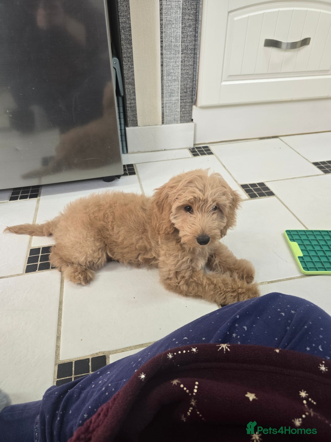 Cockapoo dogs for sale: Cockapoo  - Advert 1