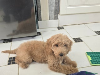 Cockapoo dogs Cockapoo - Advert 3