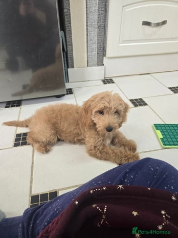 Cockapoo dogs Cockapoo - Advert 1