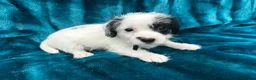 Jackapoo dogs for sale: Jackpoo puppies  - Advert 20