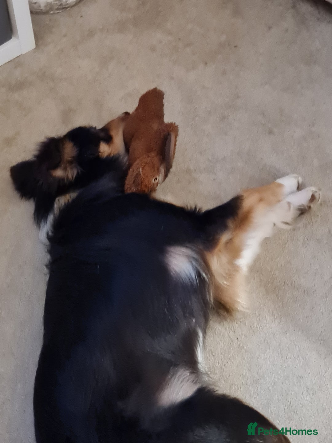 Border Collie dogs for sale: 18 mth old girl - Image 5