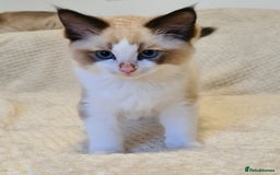 Ragdoll cats for sale: 5 Purebred Ragdolls – Loving Homes Needed - Image 9