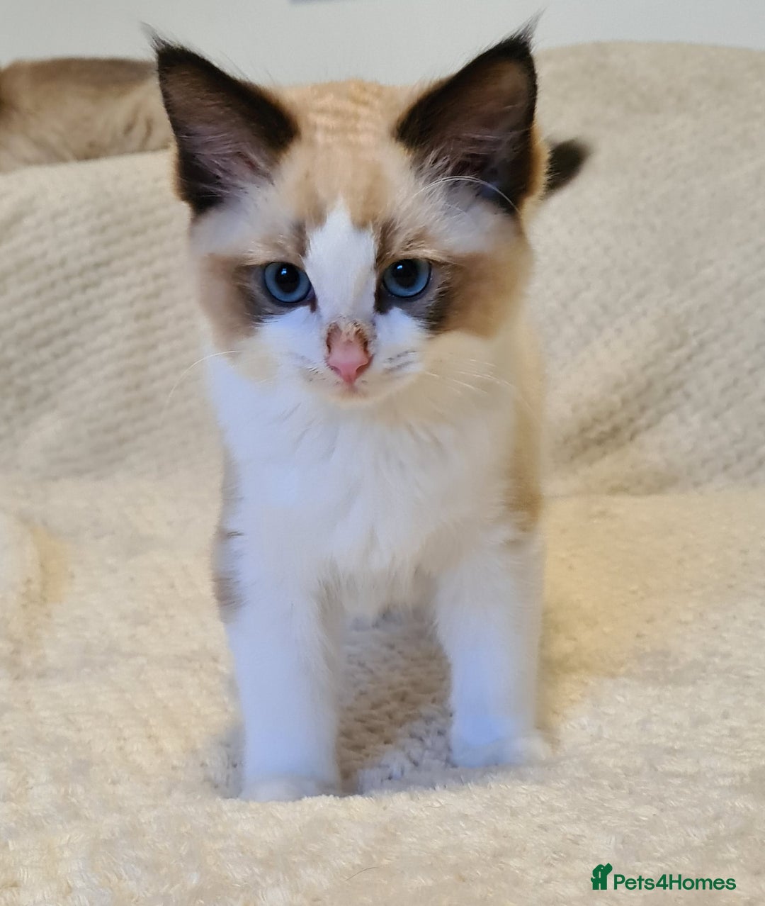 Ragdoll cats for sale: 5 Purebred Ragdolls – Loving Homes Needed - Image 9