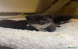 Mixed Breed cats for sale: 3 male tuxedo kittens  - Image 3
