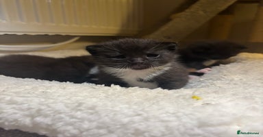 Mixed Breed cats - Advert 11